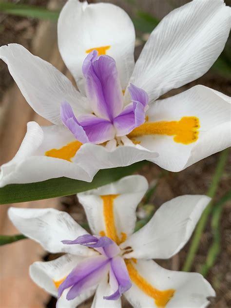 Florida Spring Flowers In January Michelle Pack Flickr