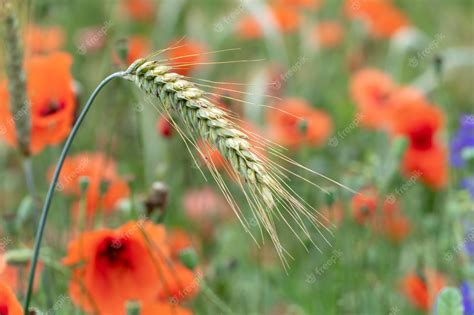 Premium Photo Spikelet Of Wheat Closeup On The Background Of A Poppy