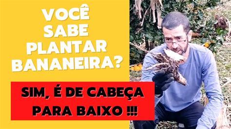 Como Plantar Muda De Bananeira Posi O Certa De Plantar Youtube