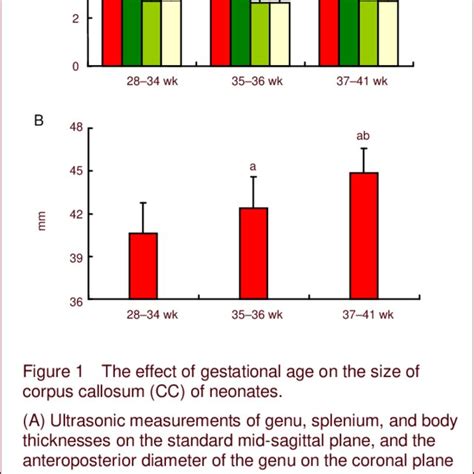 The Effect Of Gestational Age On The Size Of Corpus Callosum Cc Of Download Scientific