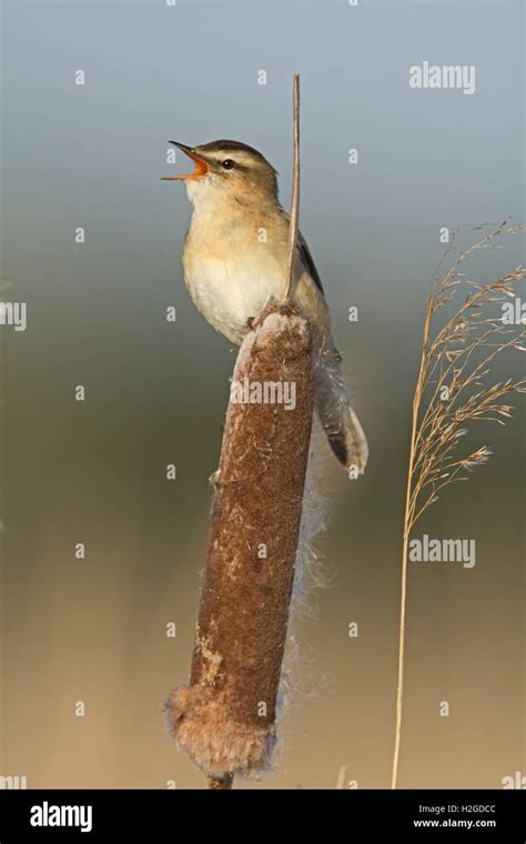 Sedge Warbler Acrocephalus Schoenobaenus Singing In Reedbed North