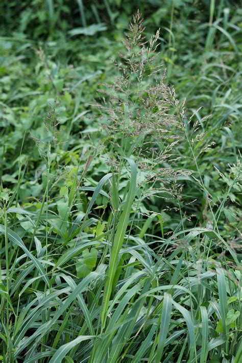 Sorghum Halepense Aleppo Mohrenhirse Sorghum Halepense Flickr