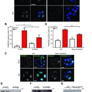 TopBP1 Nuclear Foci Formation Induced By Replication Stress Is