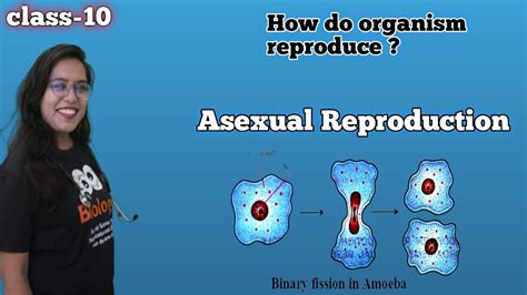 Fission Asexual Reproduction How Do Organisms Reproduce Ncert Cbse Class 10th