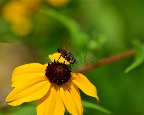 Abelha De Mel Empoleirada Numa Flor Amarela Brilhante Num Campo De