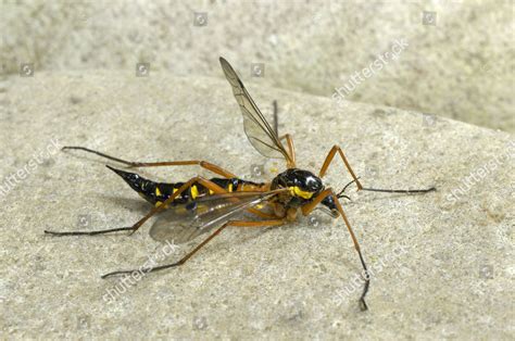 Cranefly Nephrotoma Crocata Adult Resting On Editorial Stock Photo