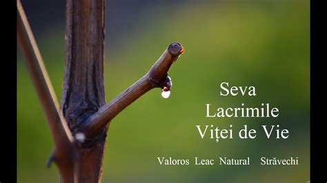 Seva Lacrimile Vi Ei De Vie Valoros Leac Natural Str Vechi Leacuri