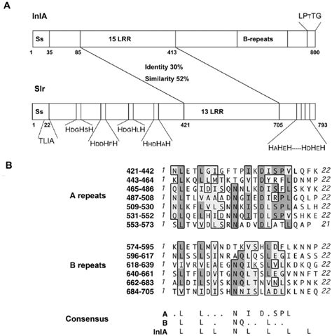 Characteristics Of The Slr Protein A Schematic Comparison Of The InlA