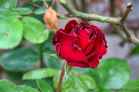 Rose Liebe Hochzeit Kostenloses Foto Auf Pixabay Pixabay