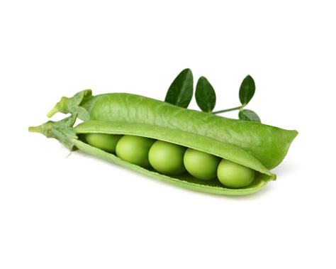 Dwarf Pea Plant Pods Click Grow