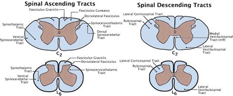 Lab 2 Spinal Pathways