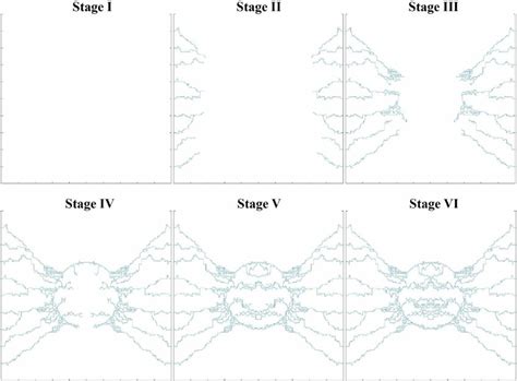 Different stages of microvascular network formation during the... | Download Scientific Diagram