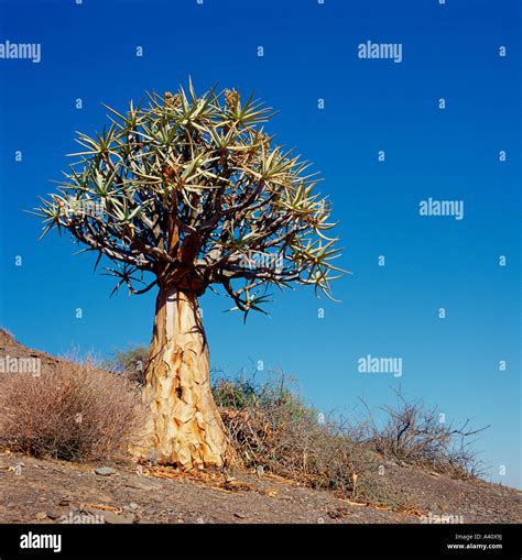 Quiver Tree Or Kokerboom Aloe Dichotoma Namaqualand South Africa