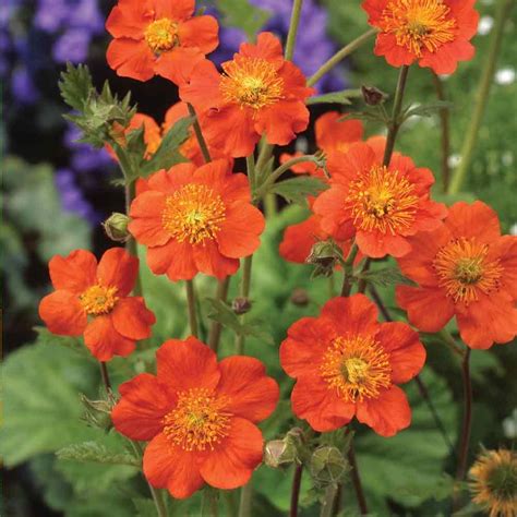 Geum Queen Of Orange Single Orange Flowers With Yellow Anthers