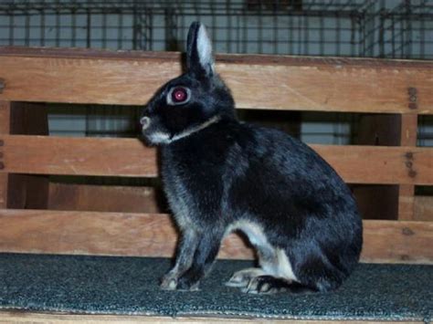 Britannia Petite Rabbits | USA Rabbit Breeders