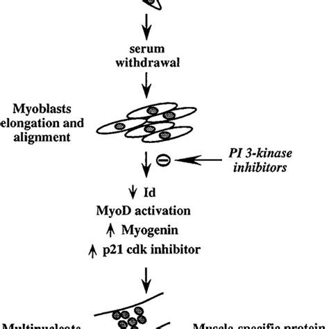 Model For A Role Of PI 3 Kinase In Differentiation Of Muscle Cells