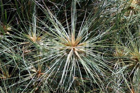 Spinifex Grass Stock Photo | Royalty-Free | FreeImages