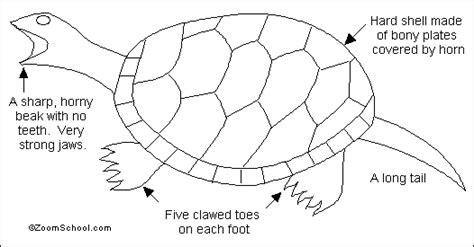 Snapping Turtle - Animal Adaptations