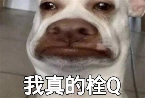 “栓q”是什么梗？它出自哪里？网友：我真的栓q 腾讯新闻