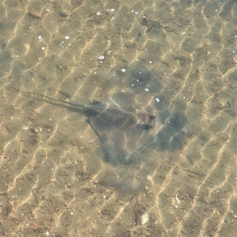 Coral Sea Maskray From Manly Qld Australia On April At