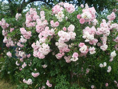 Букет Парфэ — Питомник Иващенко