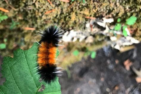 Woolly Bear Caterpillar Life Cycle: From Egg To Moth - What's That Bug?