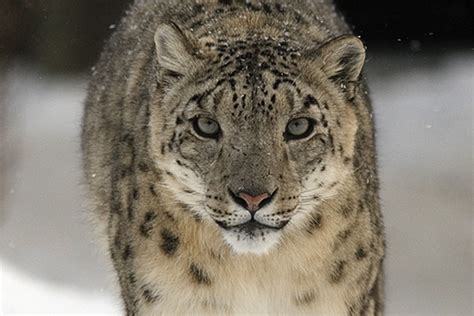 Snow Leopards Endangered