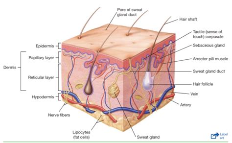 Chapter The Integumentary System Diagram Quizlet