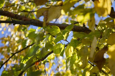 Leaves In Autumn Img Ii Alison Halliday Flickr