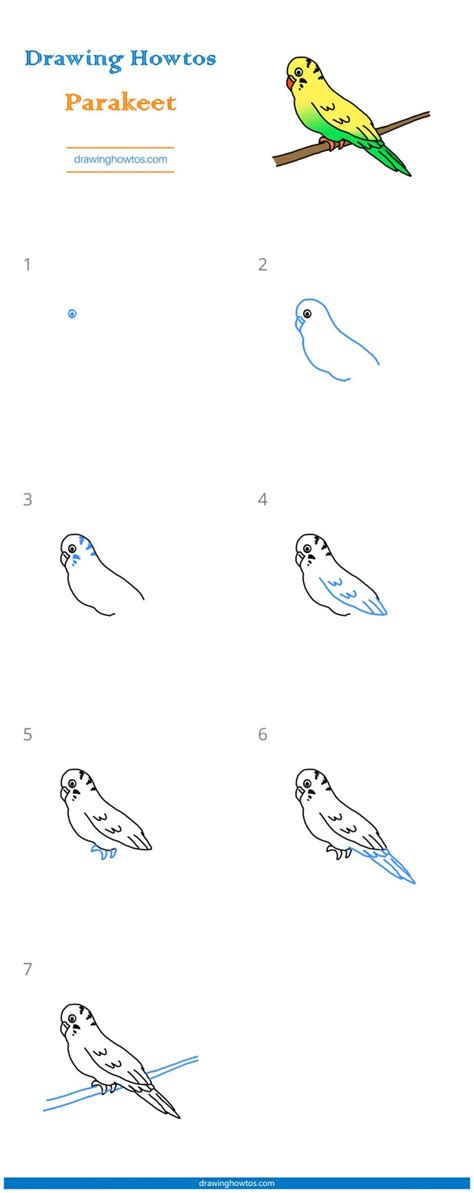 How To Draw A Parakeet Step By Step Easy Drawing Guides Drawing Howtos