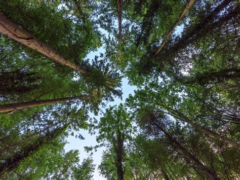 National Definition Of Forest Forestrypedia