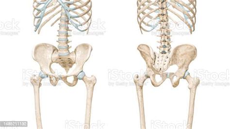 Pelvis Or Pelvic Girdle Bones Front And Back View 3d Rendering Illustration Isolated On White