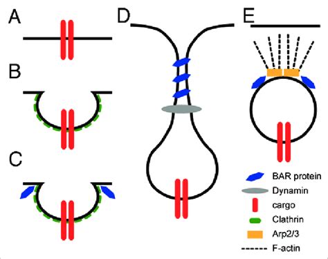 Model For The Positive Role Of Bar Domain Proteins During Endocytosis