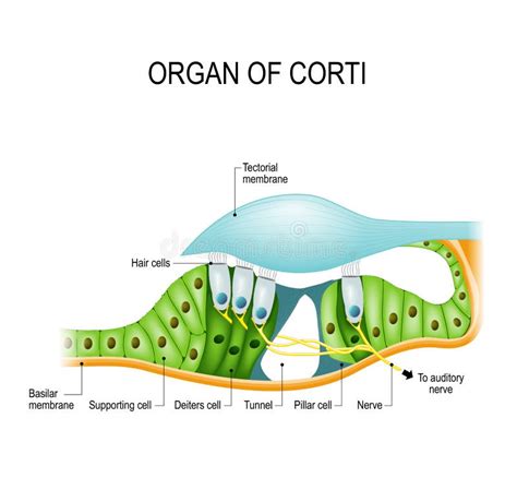 Organ Of Corti Diagram