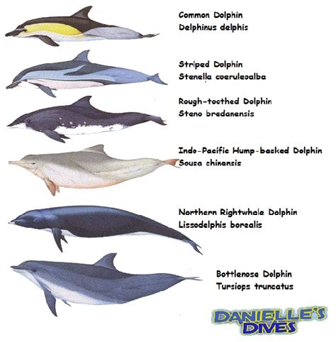 Creature Feature Types Of Dolphins Plus 20 Dolphin Facts Dolphin