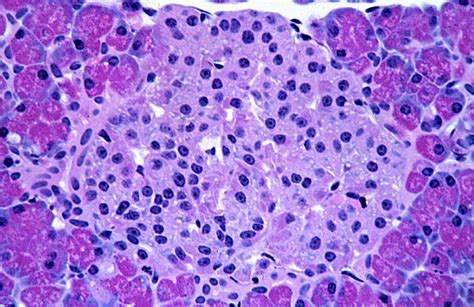 Islets Of Langerhans Histology Pancreas