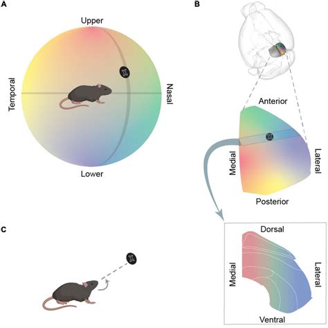 Frontiers Functional Organisation Of The Mouse Superior Colliculus