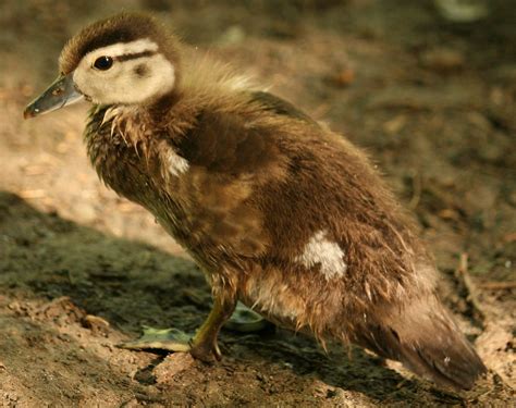 Wood Duck Baby Bonnie Shulman Flickr