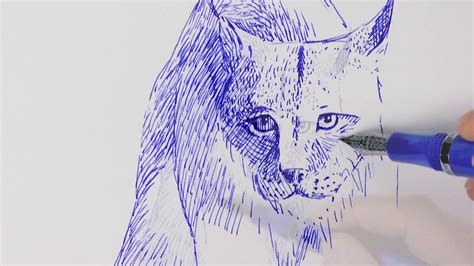 CÓmo Dibujar Un Lince Gato MontÉs Narrado Youtube