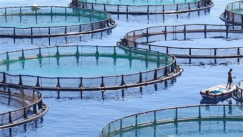 Aquaculture enfin un décollage de la filière le360 ma