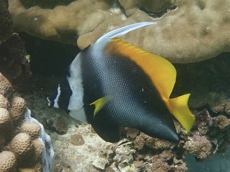 Singular Bannerfish from Strait of Malacca on February 10, 2022 at 12: ...