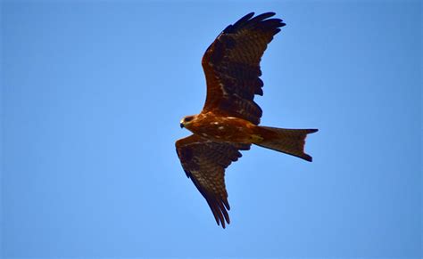 Der Schwarzmilan Raubvogel Mit V F Rmigem Schwanz Pet Yolo