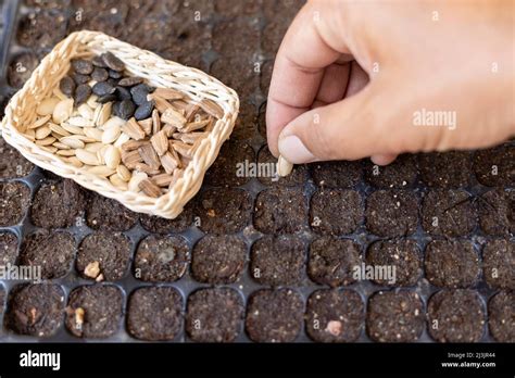 Sowing Vegetable Seeds In A Seed Tray Stock Photo Alamy