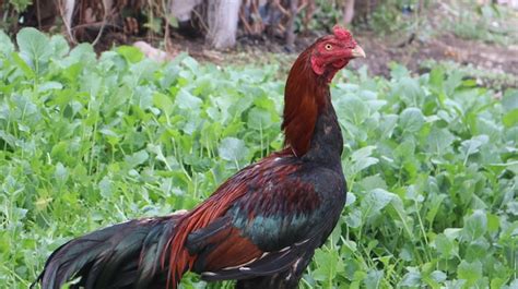 Premium Photo Beautiful Asil Chicken