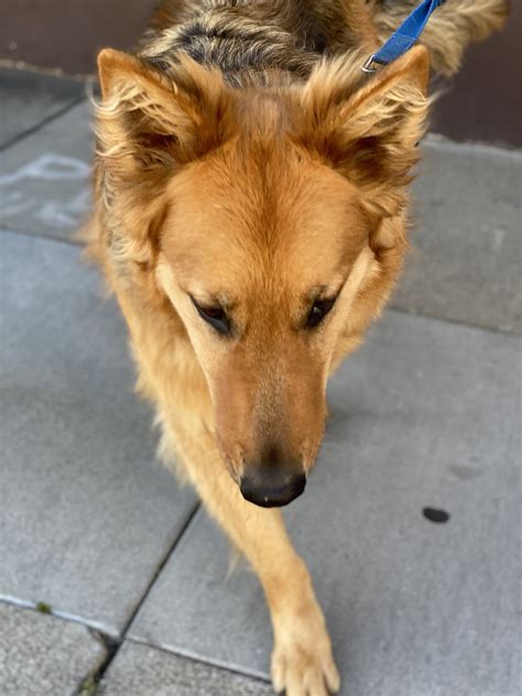 Golden Retriever Shepherd Mix Puppies