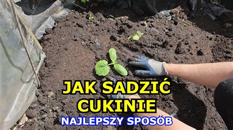 Jak sadzić Cukinie Najlepszy sposób na sadzenie Cukinii Cukinia