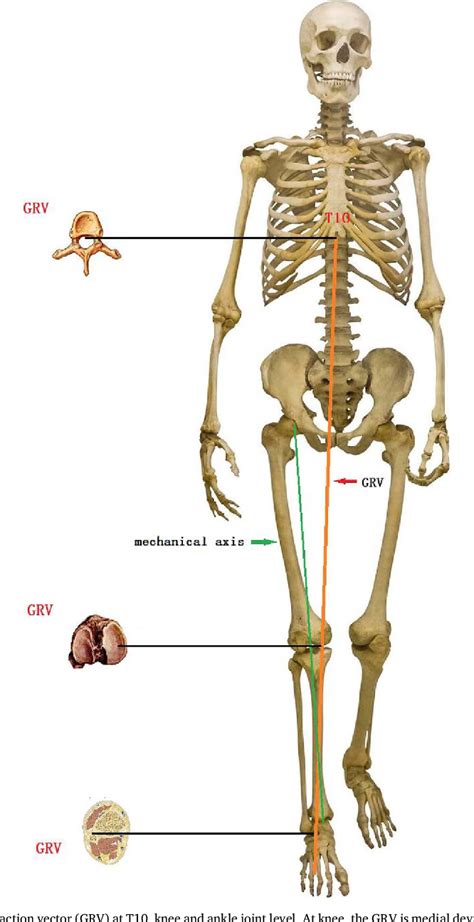 Figure From Ground Reaction Vector Re Adjustment The Secret Of