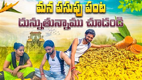 మన పొలం లో పసుపు దున్నుతున్నాం Plowing Turmeric In Our Field