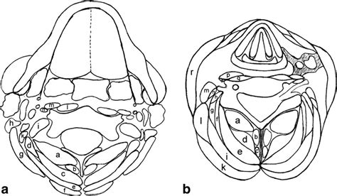 Cervical Muscle Area Measurements In Whiplash Patients Acute 3 And 6