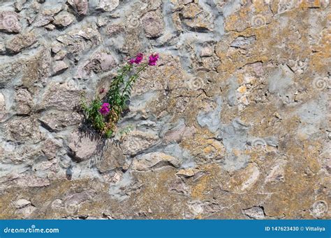 Parete Antica Fatta Delle Rocce Naturali Con I Frowers Fra I Blocchi